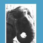 Book cover of How Animals Work by Knut Schmidt-Nielsen