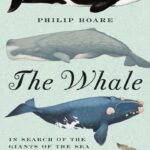 Book cover of The Whale by Philip Hoare